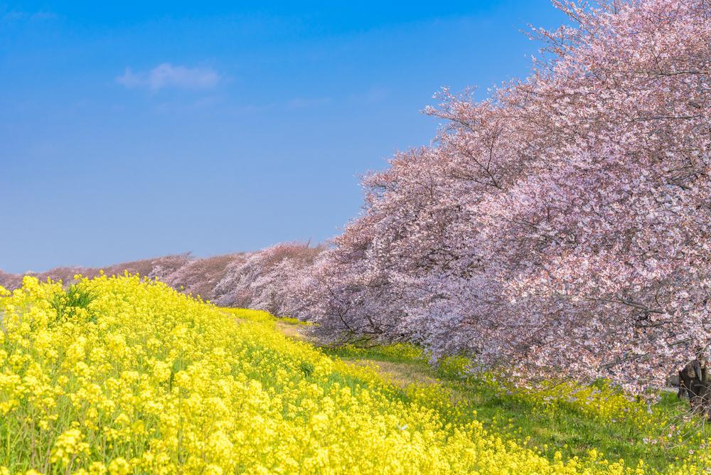 Secret day trip to admire the cherry blossom around Tokyo Secret day trip to admire the cherry blossom around Tokyo