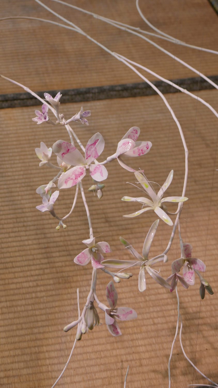 Sea Vine in Ogijima