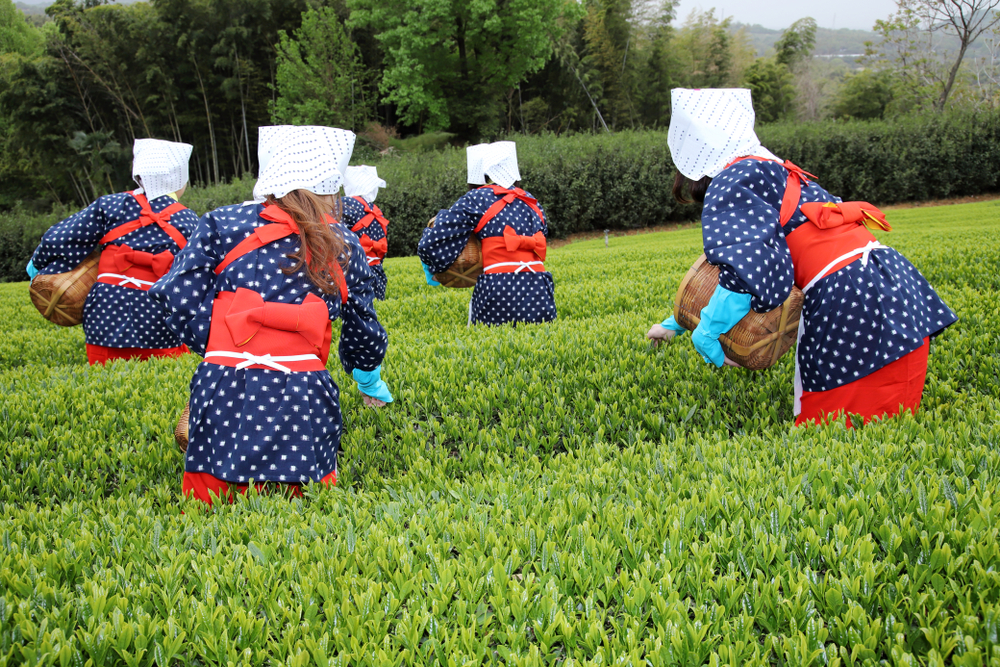 Japanese tea picking and ancient Edo streets of Kawagoe Japanese tea picking and ancient Edo streets of Kawagoe