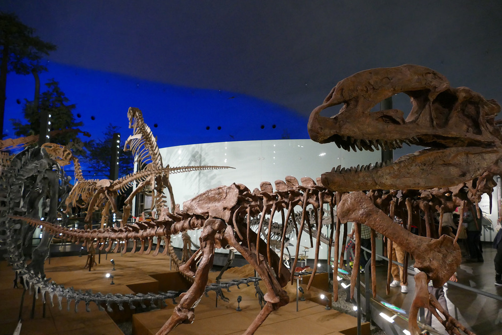 Le Musée des Dinosaures de Fukui