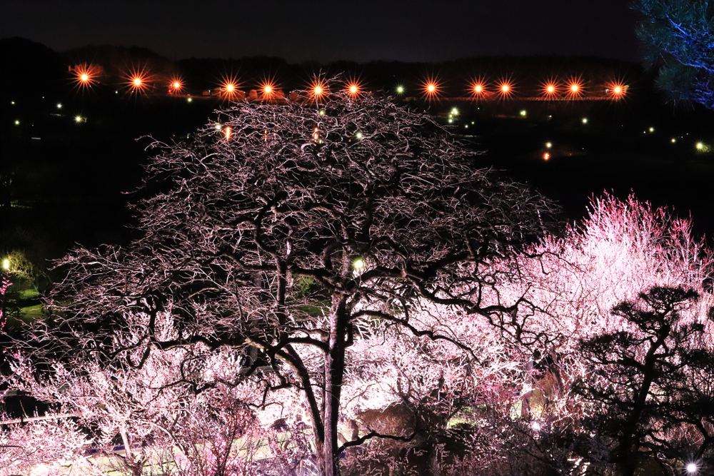 Plum Blossom Festival