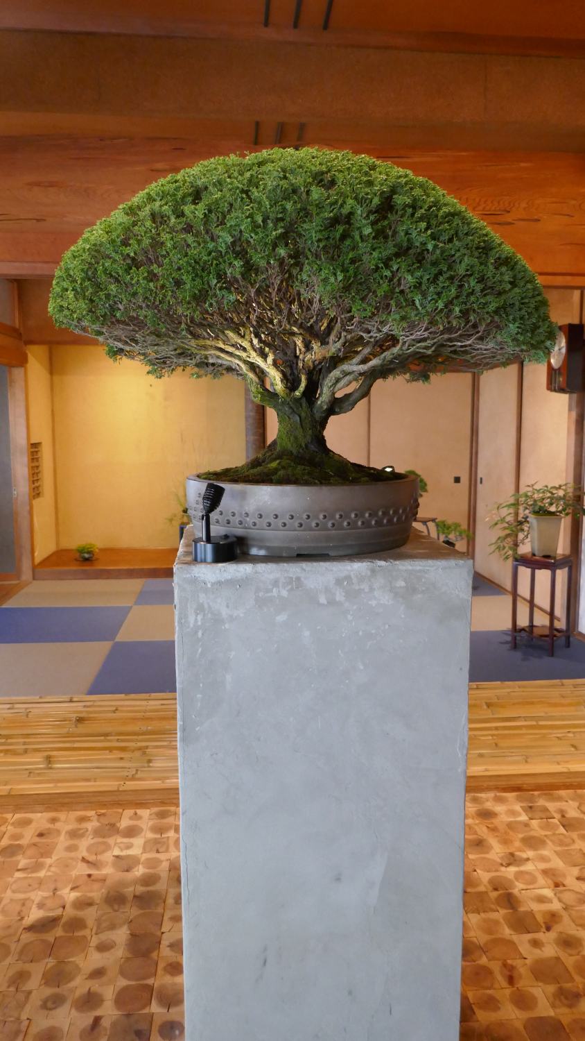 Bonsai Deepening Roots in Megijima