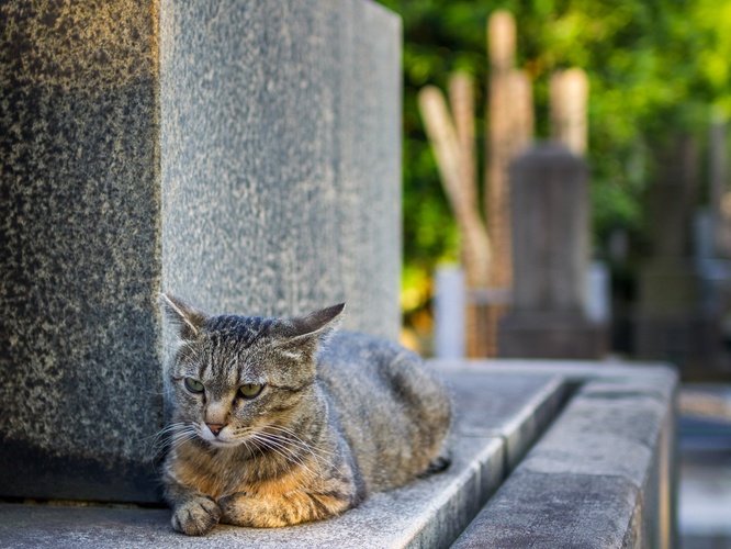 Yanaka cemetery