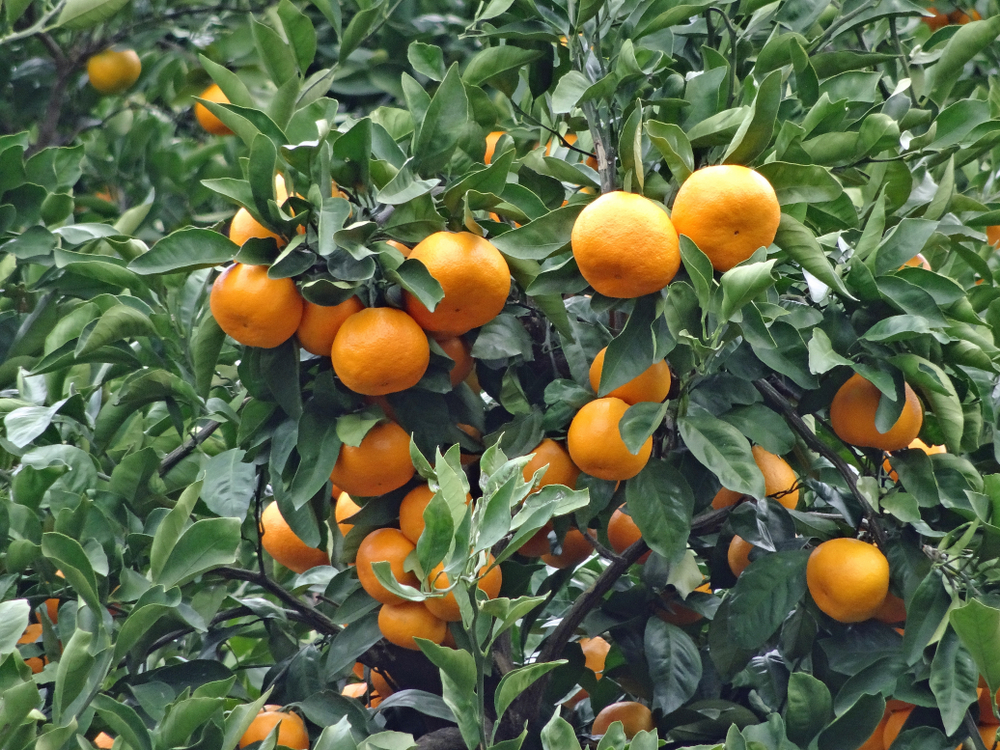 Mikan