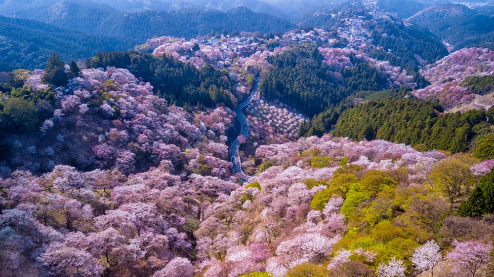 Yoshino Sakura Mountain