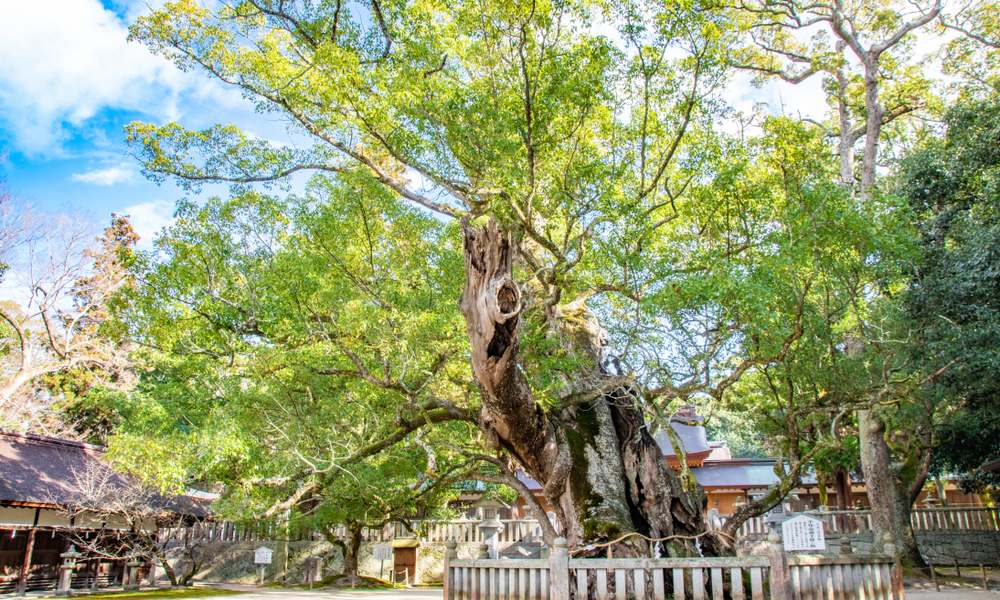 sacred tree of "Kusu"