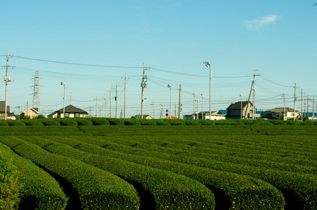 Plantation de thé de Sayama 