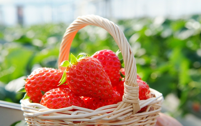 Ichigo gari: Strawberry picking as many as you like