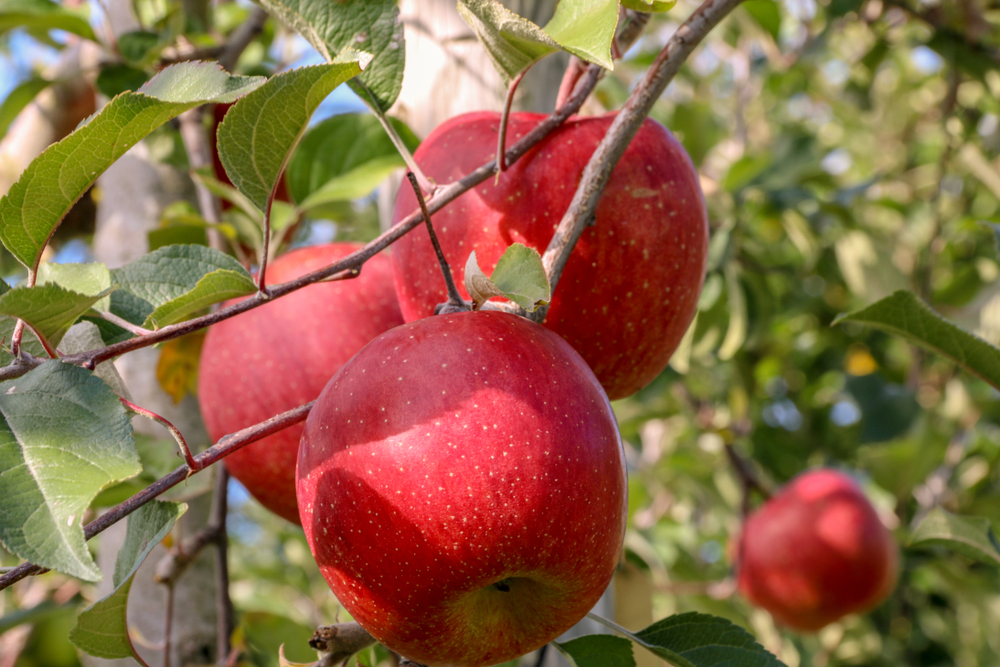 Juicy apples from an Aomori orchard