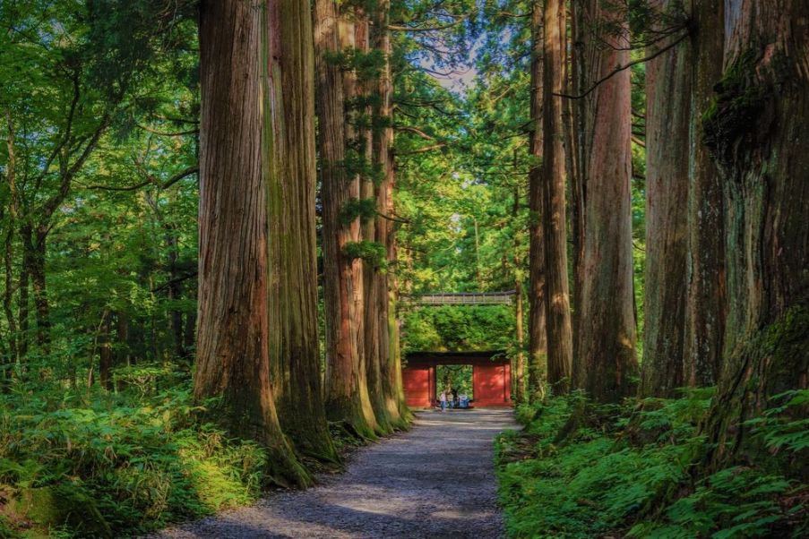 Cedar tree in Toogakushi Cedar tree in Toogakushi