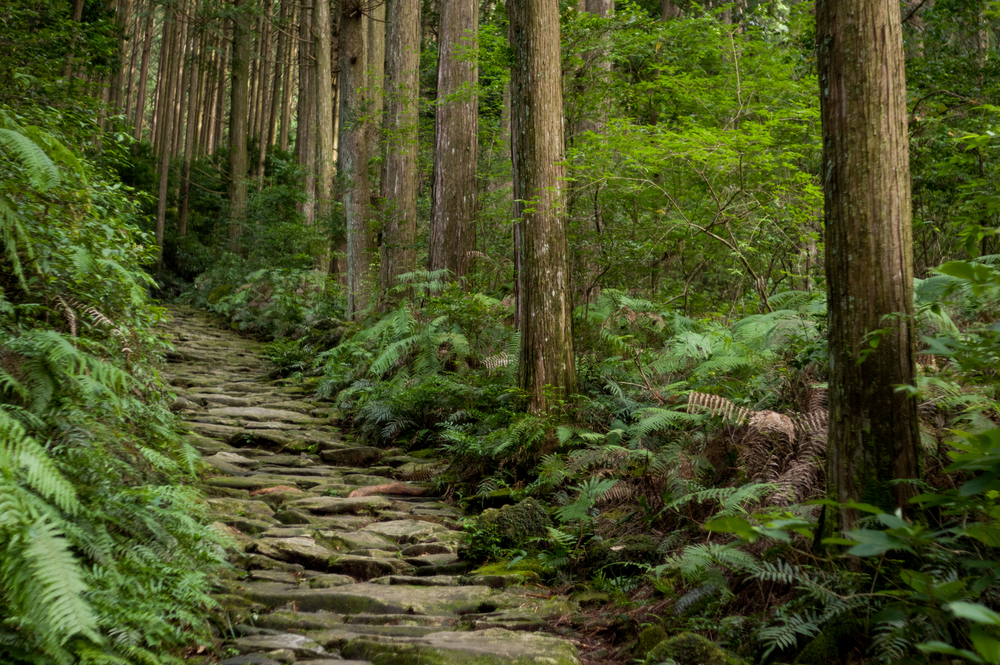 Kumano kodo trail