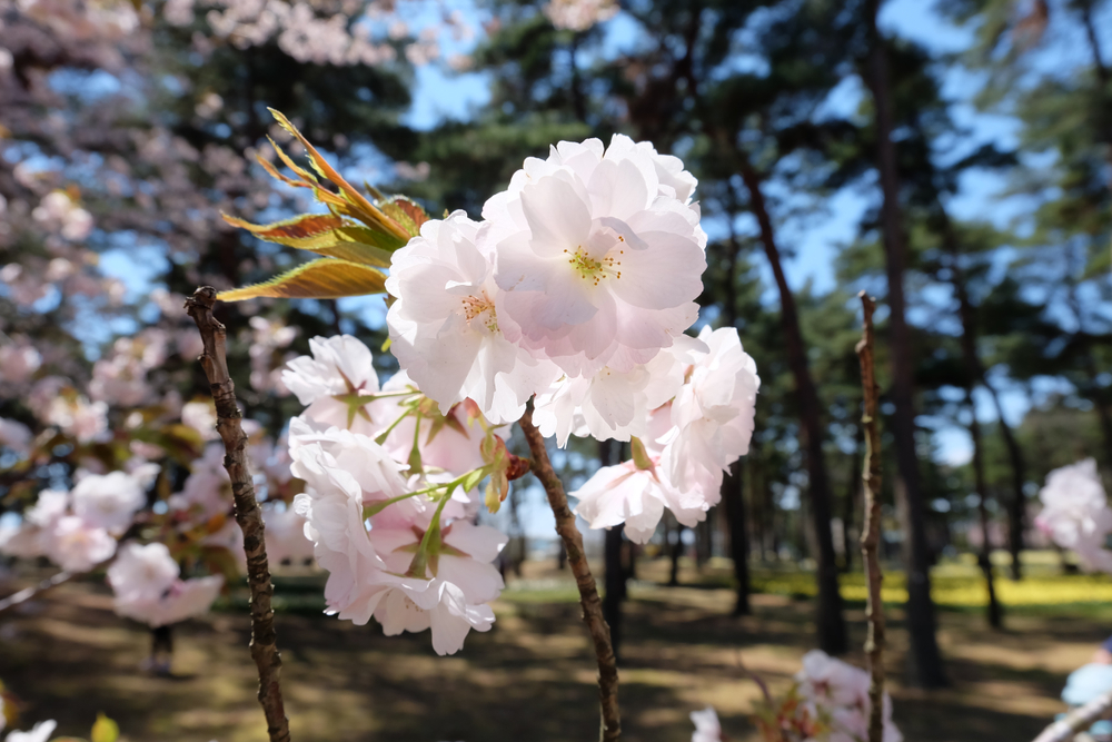 Hitachi Cherry Blossom Festival