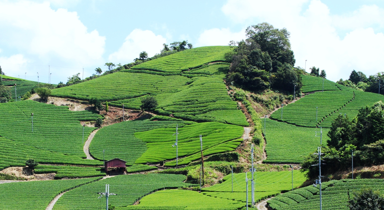 Agritourism in the tea village in Kyoto & discover the ninja culture in Iga Agritourism in the tea village in Kyoto & discover the ninja culture in Iga