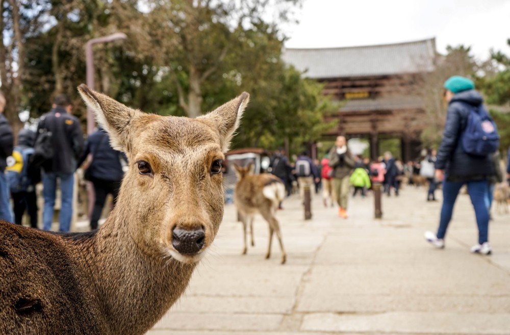 Zoom sur un daim au parc de Nara