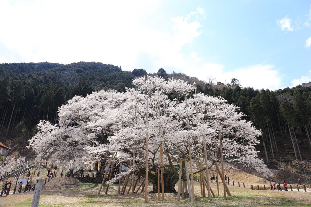 Usuzumi-zakura de Neodani (Gifu)