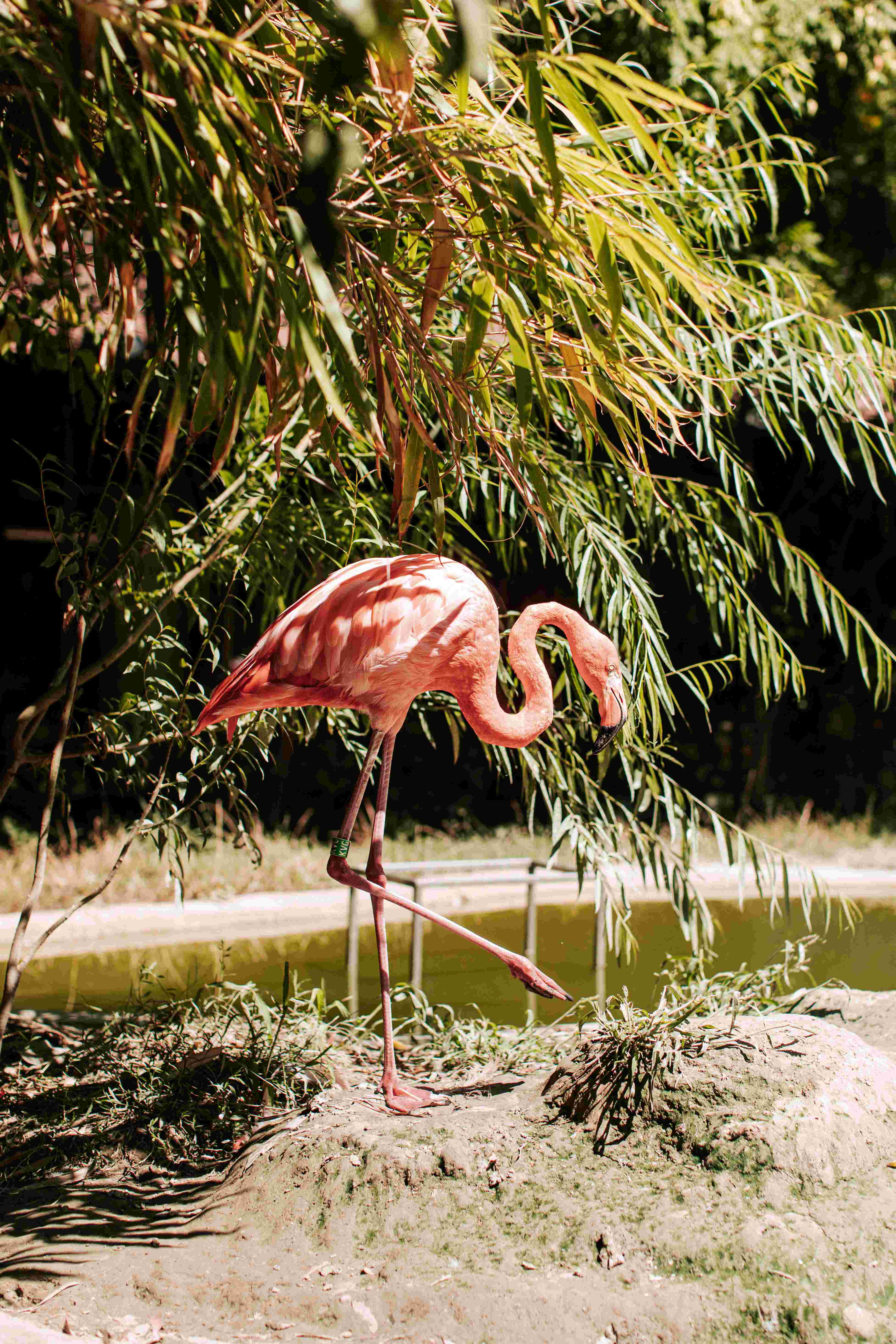 小さい子供から大人まで家族で楽しめる！シェーンブルン宮殿の魅力！第2回「動物園編」
