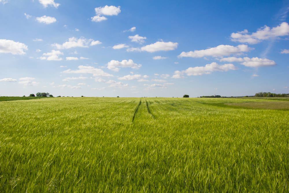 野鳥の王国！人の手が入らない自然の宝庫ノイジートラー湖　『ゼーヴィンケル国立公園』