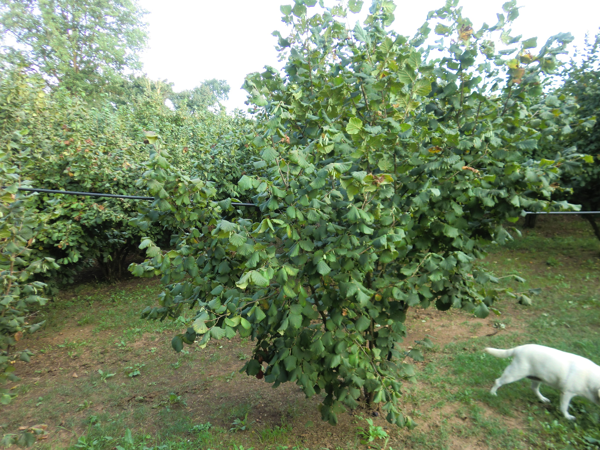 中世期の町、ソリアーノで自然満喫の田舎家滞在+フィレンツェ滞在 ８泊９日