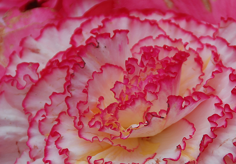 ベルギー旅行・ツアーのトリビア　フラワーカーペット（８）