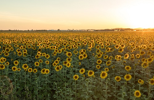 ゴッホが追い求めた南仏の風景
