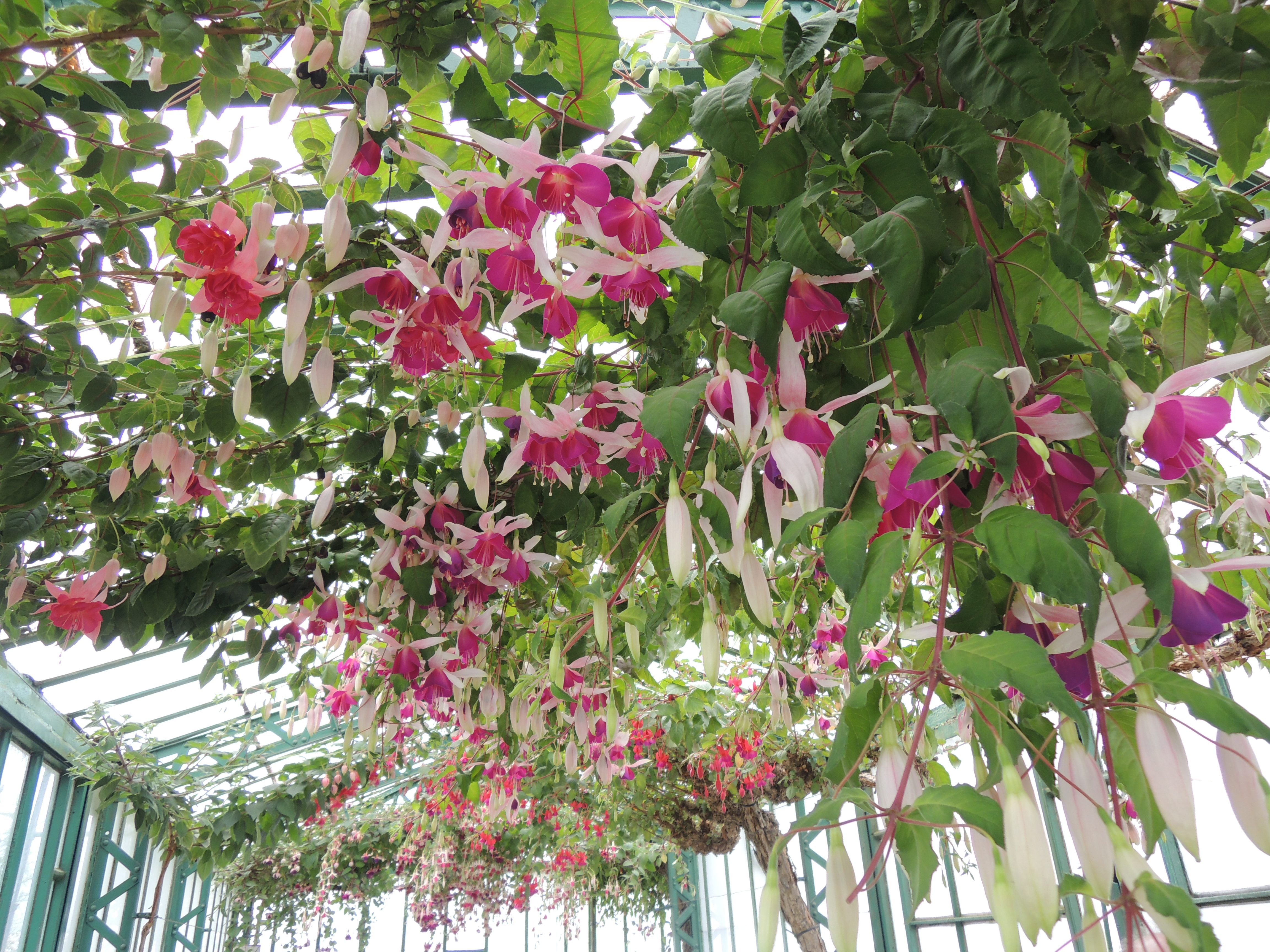 ラーケン王宮の温室　一般公開は毎年4月中旬～5月上旬頃！