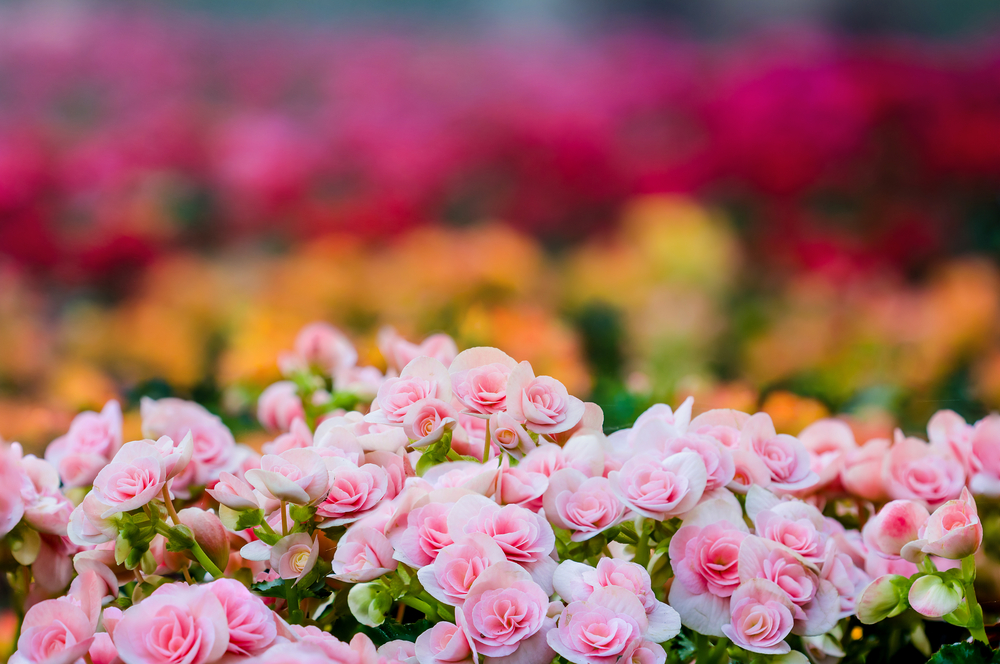 ベルギー旅行・ツアーのトリビア　フラワーカーペット（９）