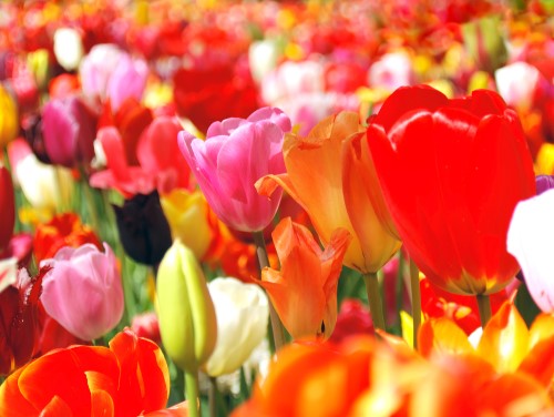 ナショナルチューリップデイを楽しもう！