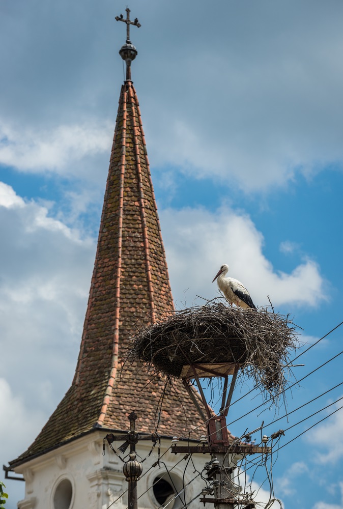 ルーマニアのコウノトリ【ルーマニア情報】