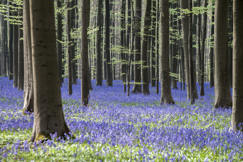 ベルギー旅行の最新情報【ベルギー　ゴールデンウィークの天気　ハルの森】