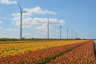 世界最大の自然チューリップ畑inザイプ♪